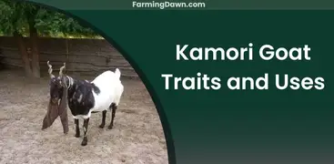 Goats reveal their feelings with the sound of distinctive bleats