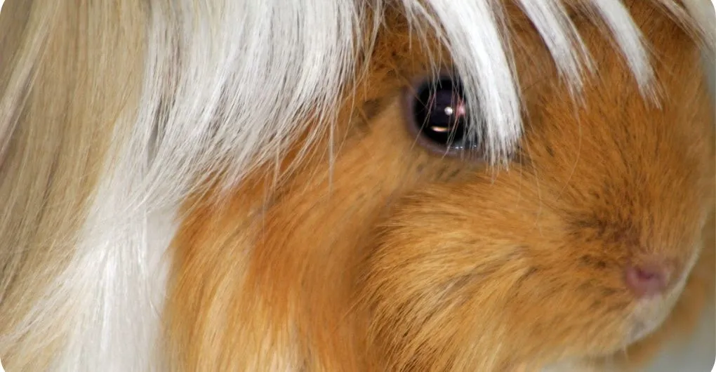 long haired guinea pig close up