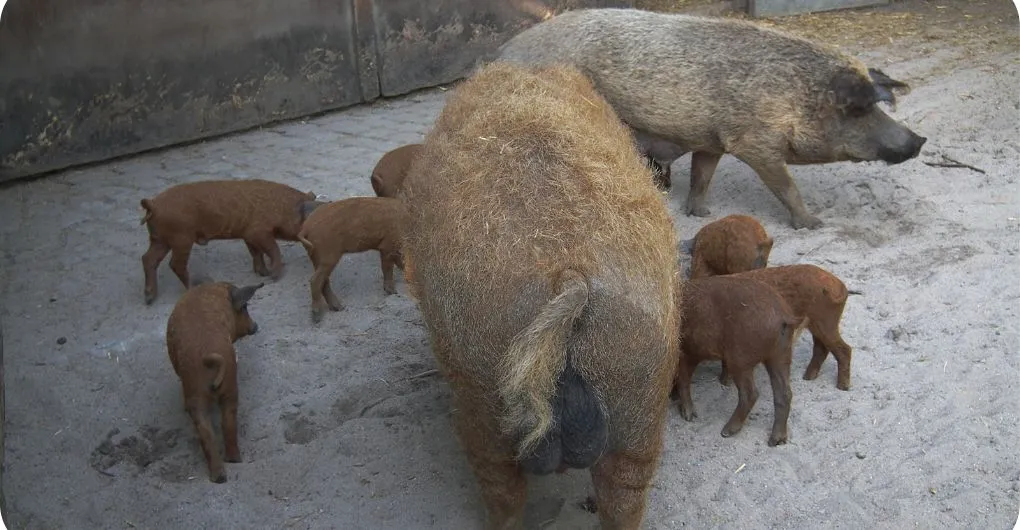 mangalitsa pigs' whole family