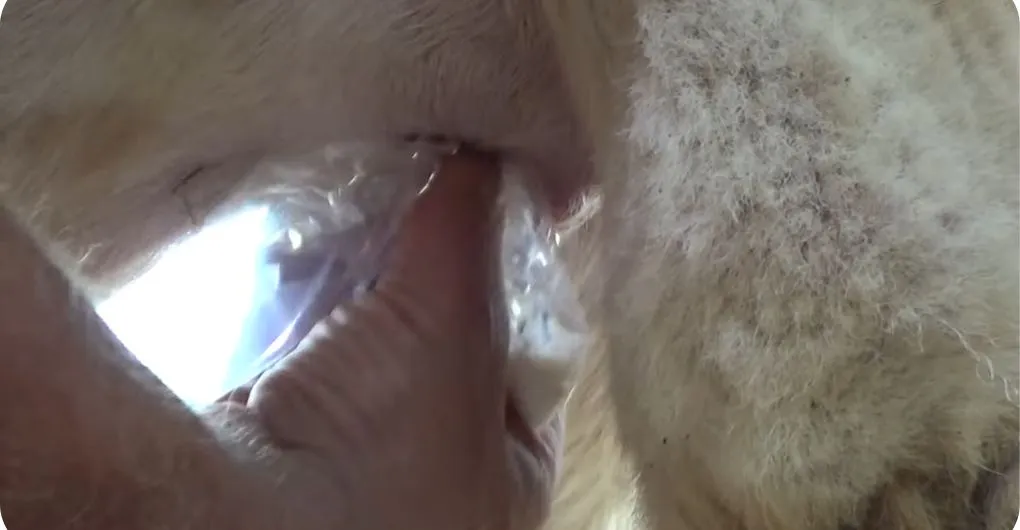 milking an alpaca by hand