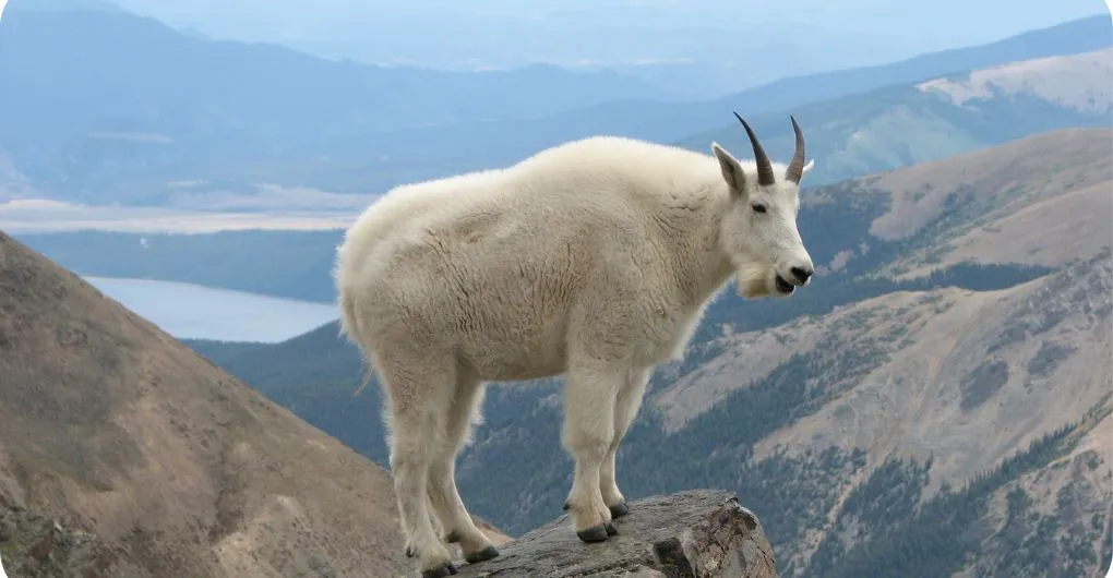mountain goat standing on mountain