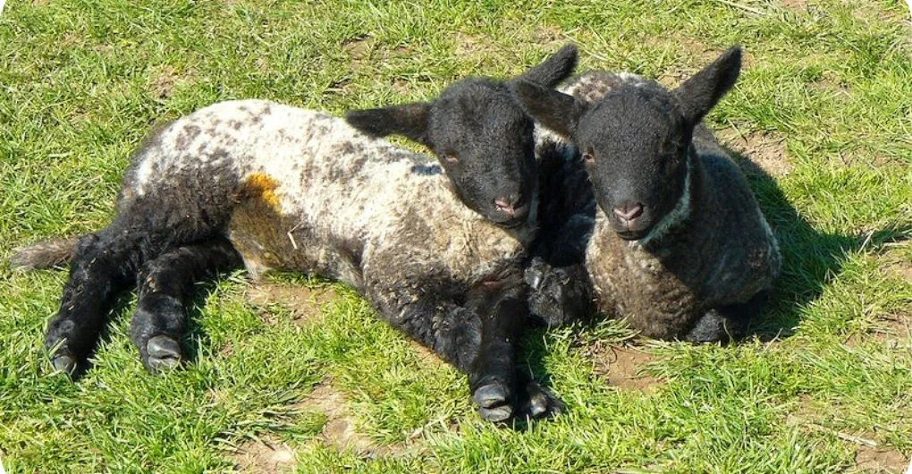 newborn stage of sheep