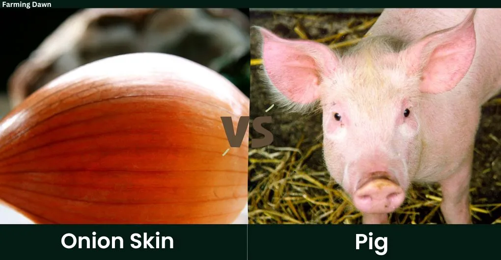 onion skin vs pig