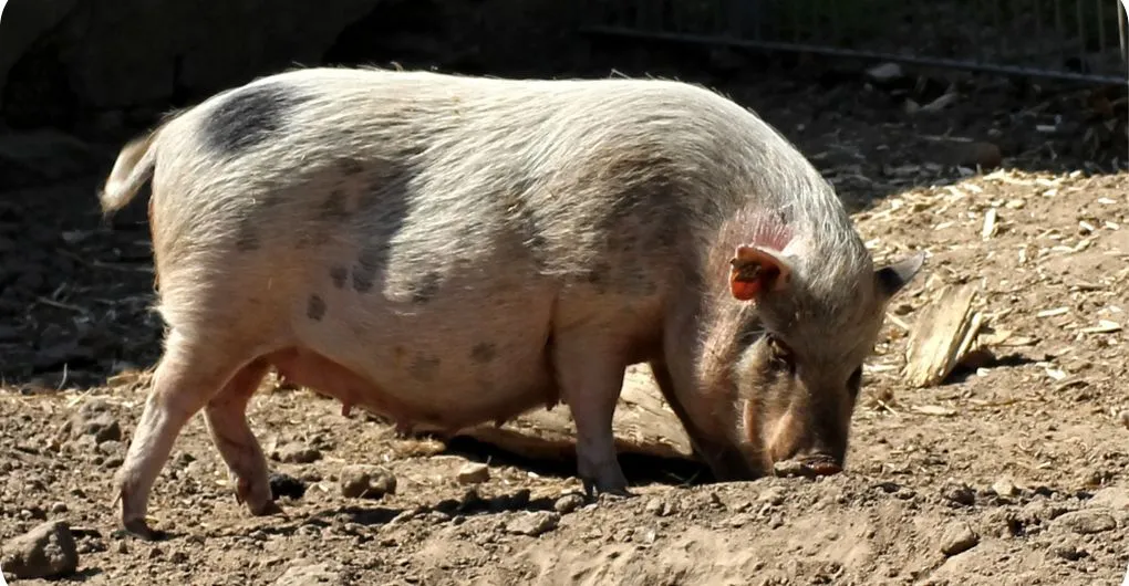 pig eating mud