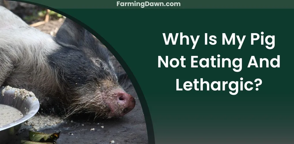 pig not eating and lethargic