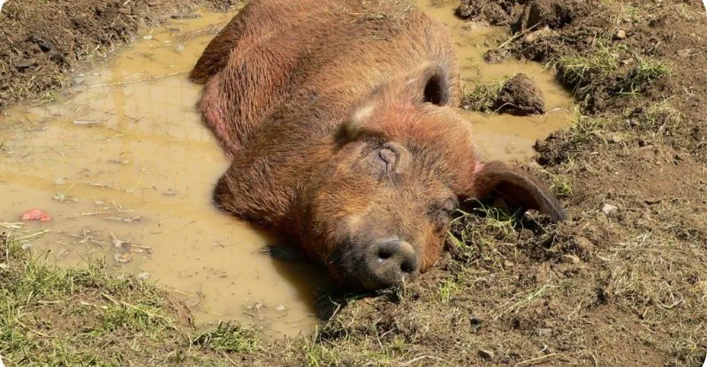 pig wallowing in mud