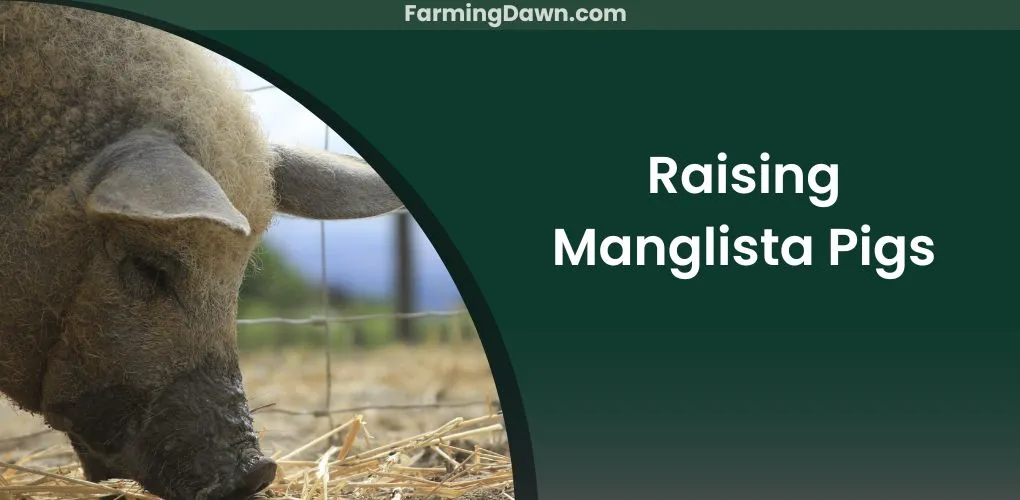raising mangalitsa pigs