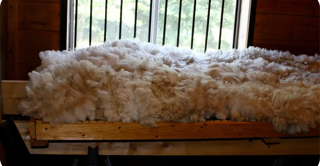 raw alpaca wool trimmed from alpaca