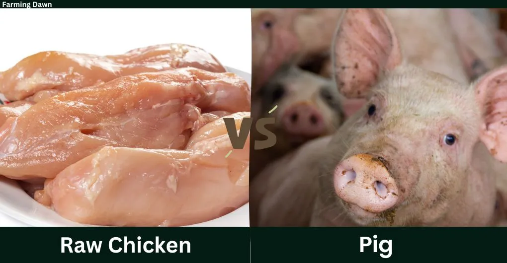 raw chicken vs pig