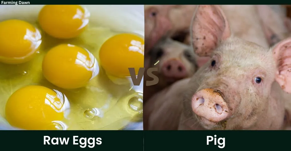 raw eggs vs pig
