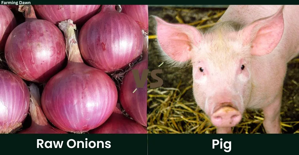raw onions vs pig