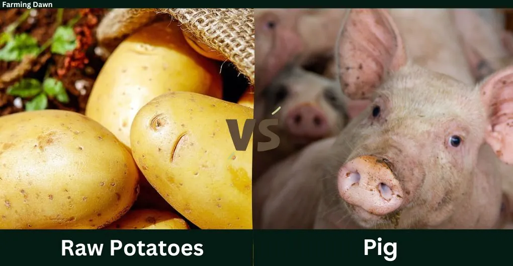 raw potato vs pig