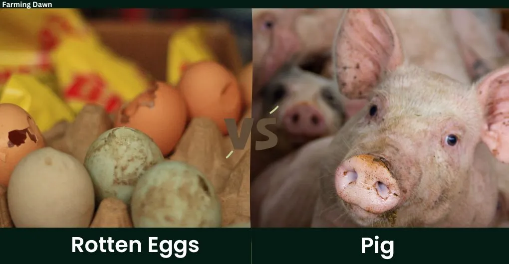 rotten eggs vs pig