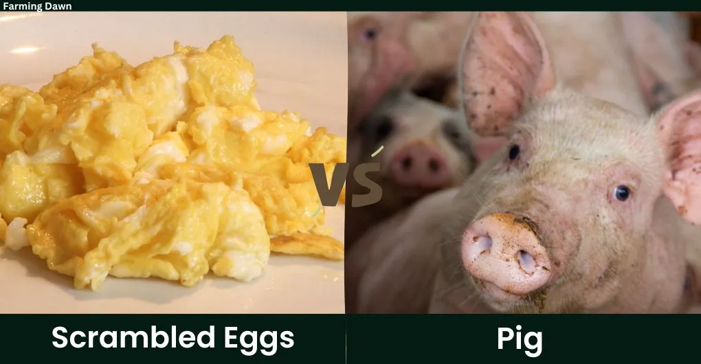 scrambled eggs vs pig