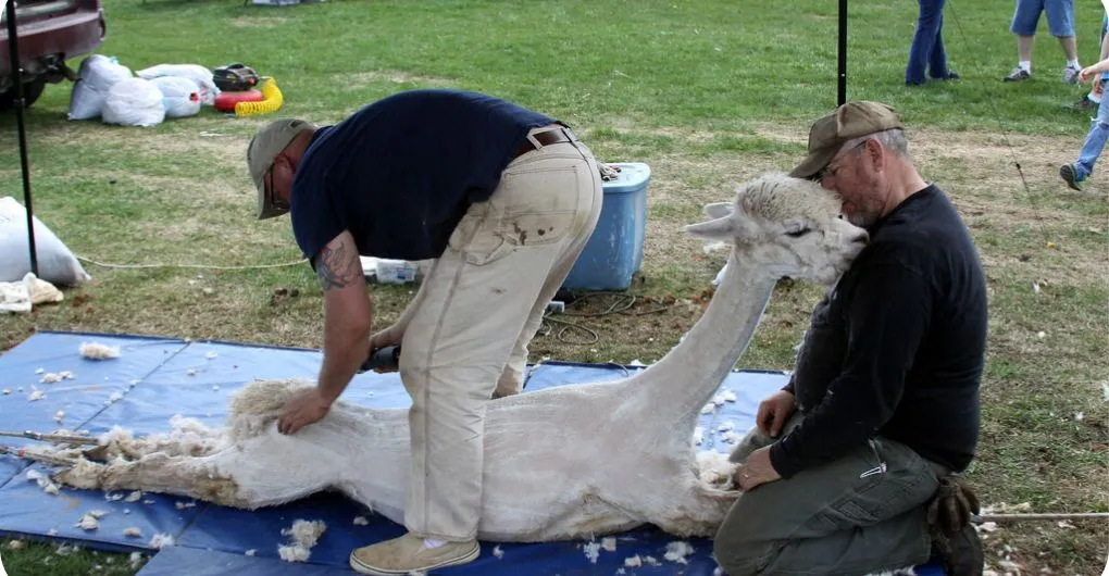 shearing a white alpaca