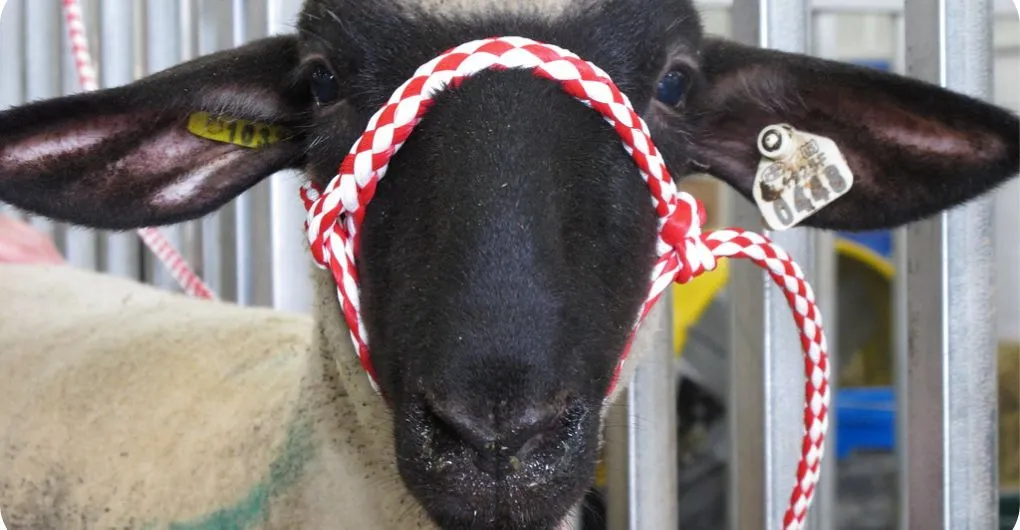 sheep collar