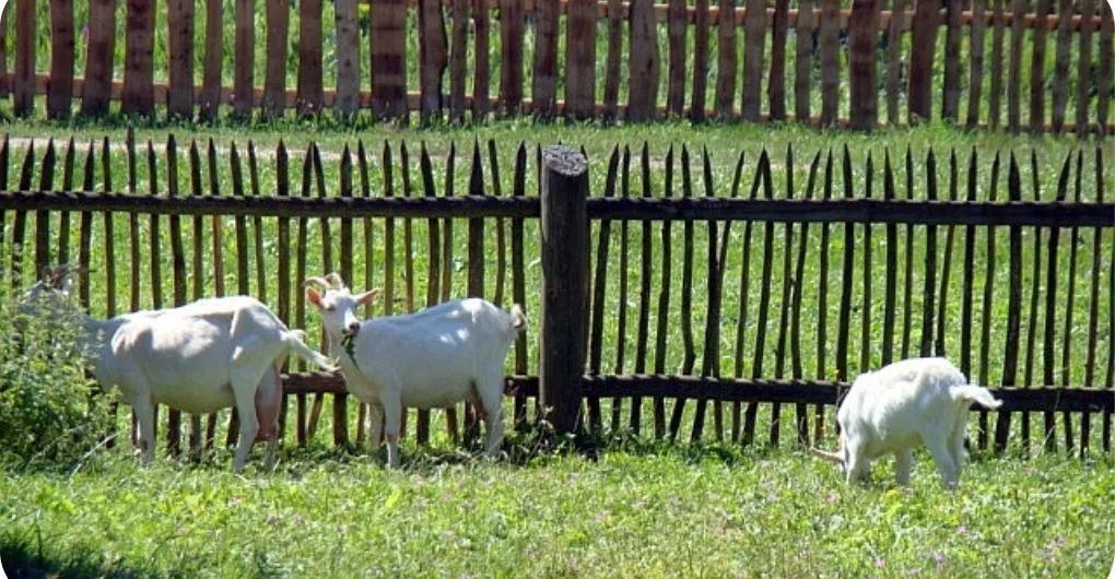 sheep fence height