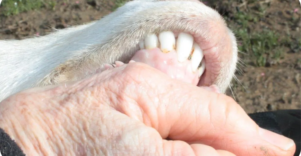 sheep teeth