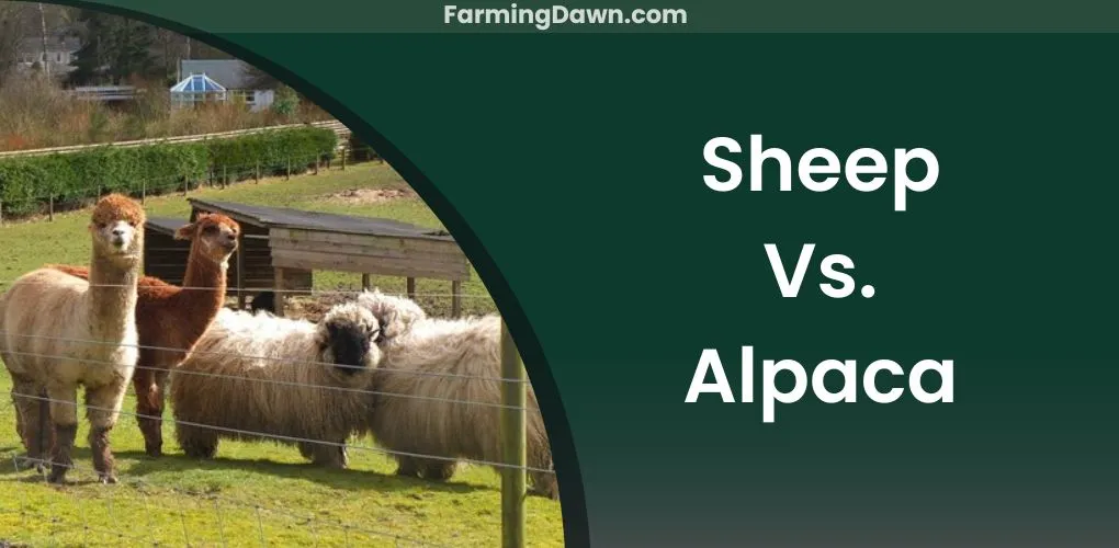 sheep vs alpaca