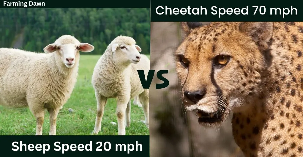 sheep vs cheetah speed