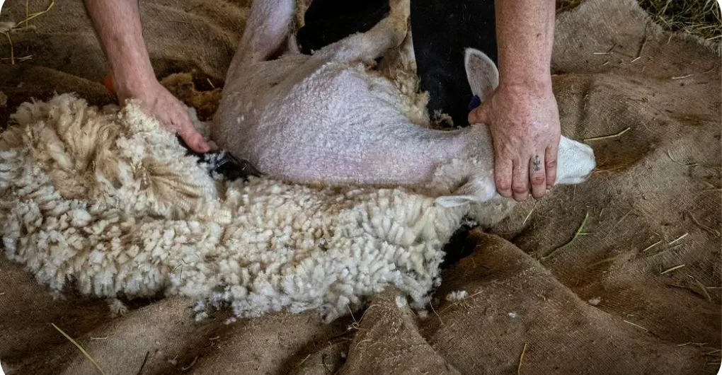 sheep wool while shearing