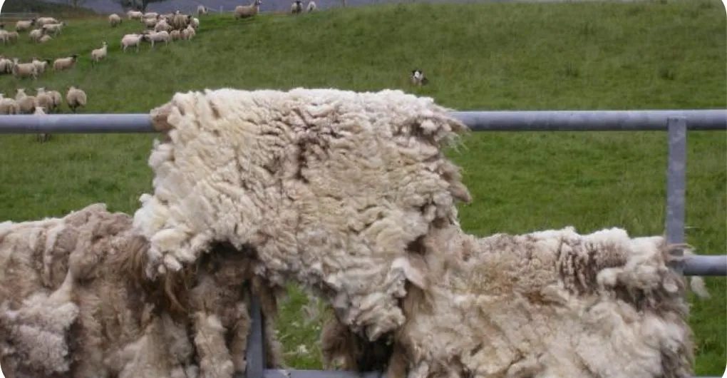 sheep's fleece