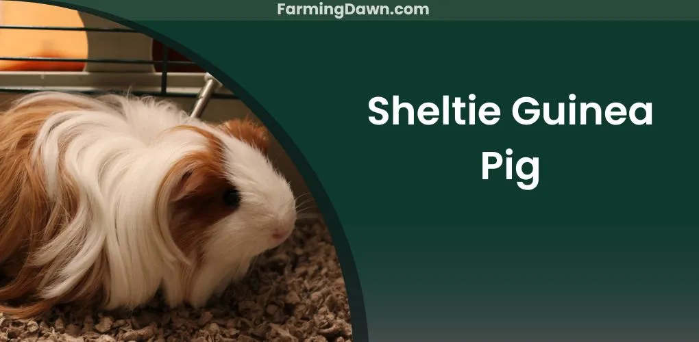 sheltie guinea pig