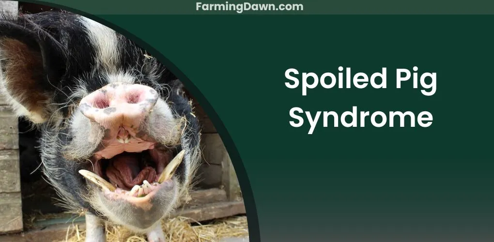 spoiled pig syndrome