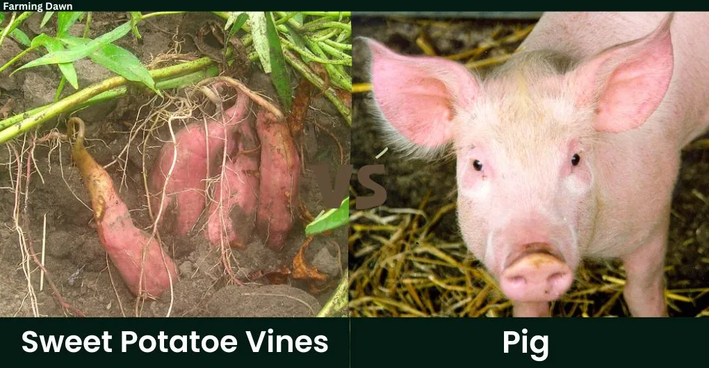 sweet potatoes vines vs pig