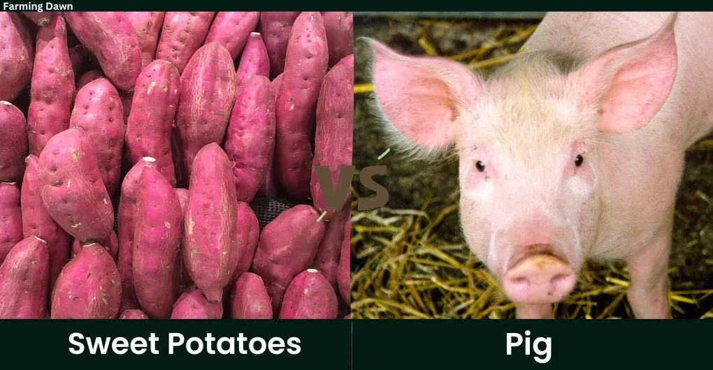 sweet potatoes vs pigs