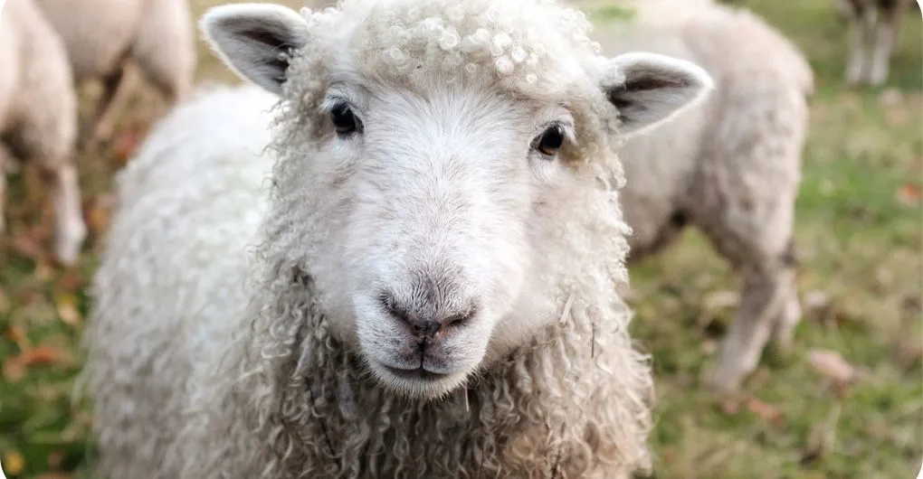 targhee sheep color