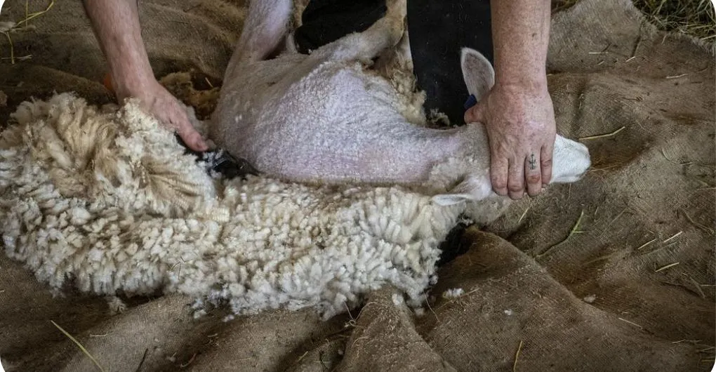 targhee sheep wool