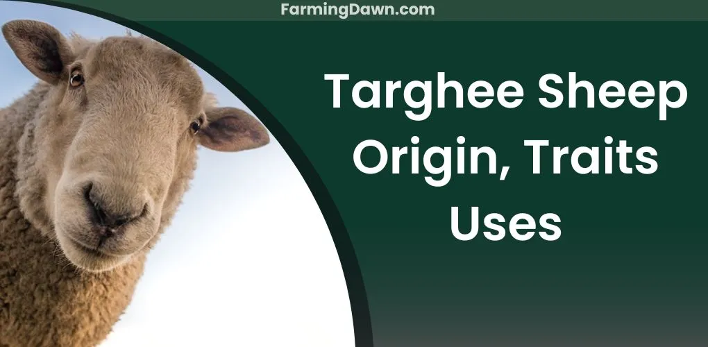 targhee sheep