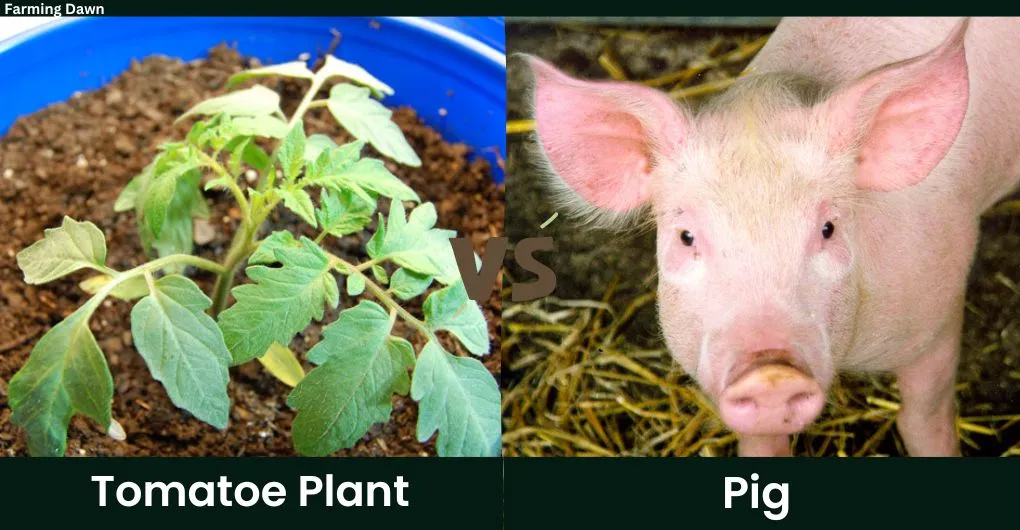 tomato plant vs pig