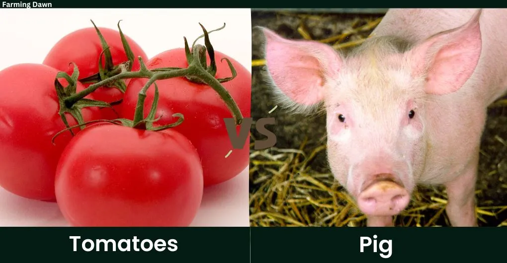 tomatoes vs pig