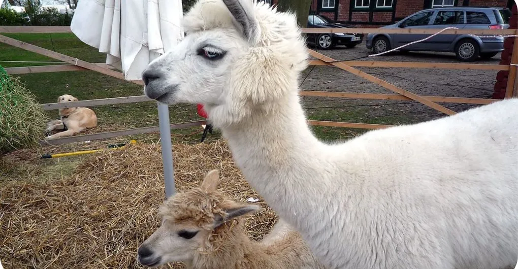 an alpaca and a llama