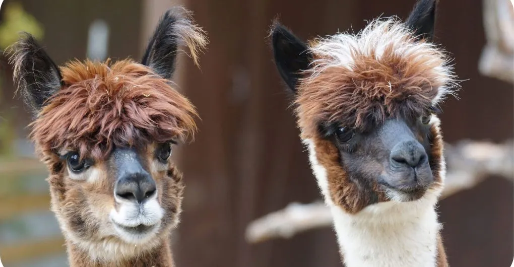 two cute pet alpacas