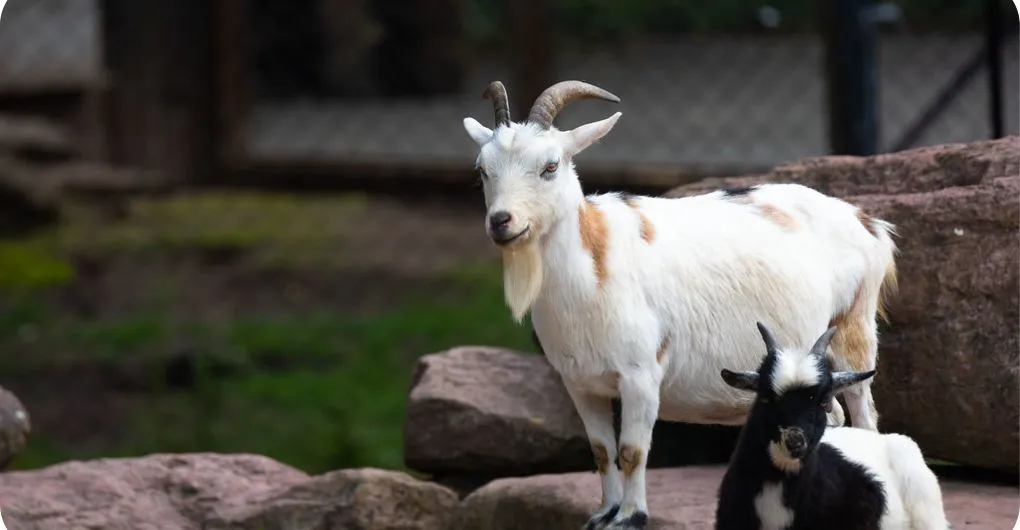 two dwarf goats