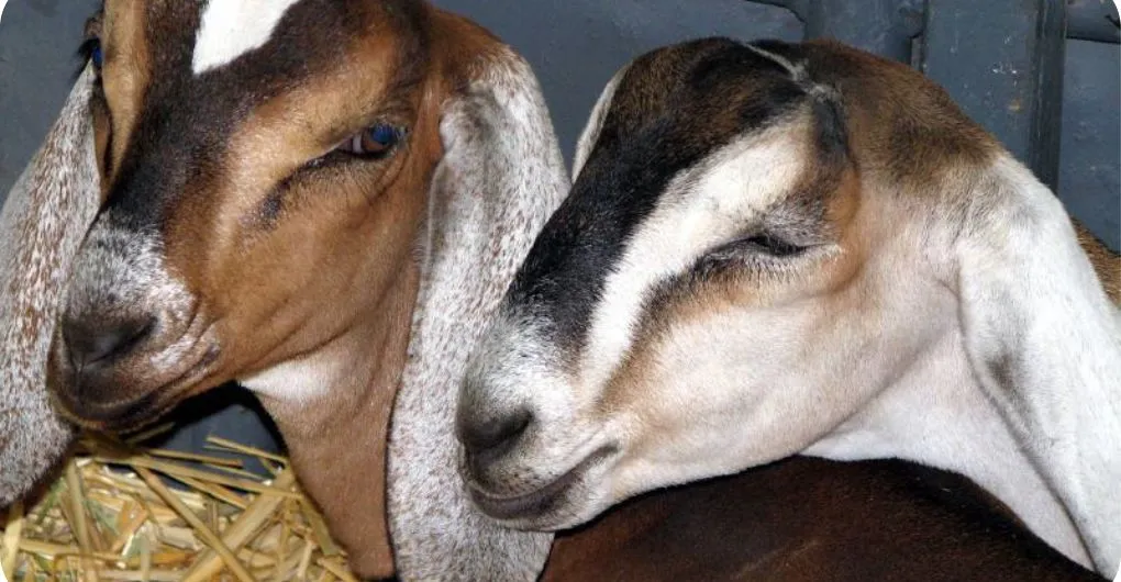 two nubian goats