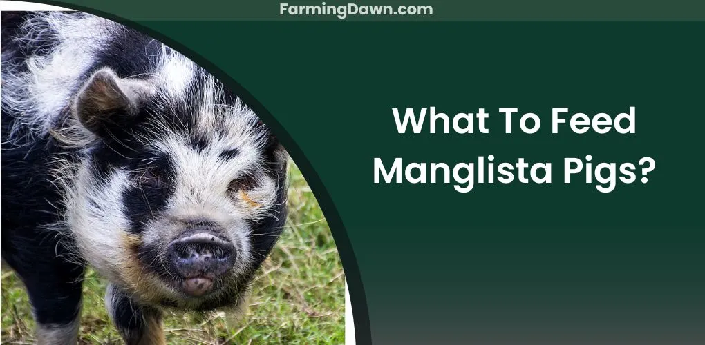 what to feed mangalitsa pigs