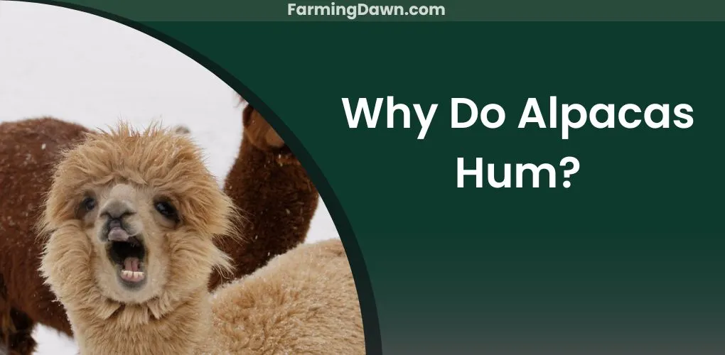 why do alpacas hum