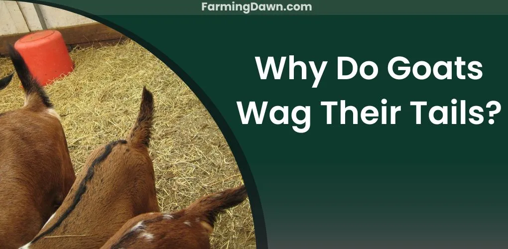 why do goats wag their tail