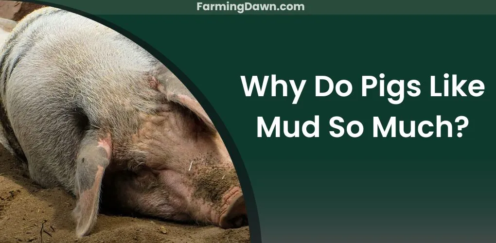 why do pigs like mud so much