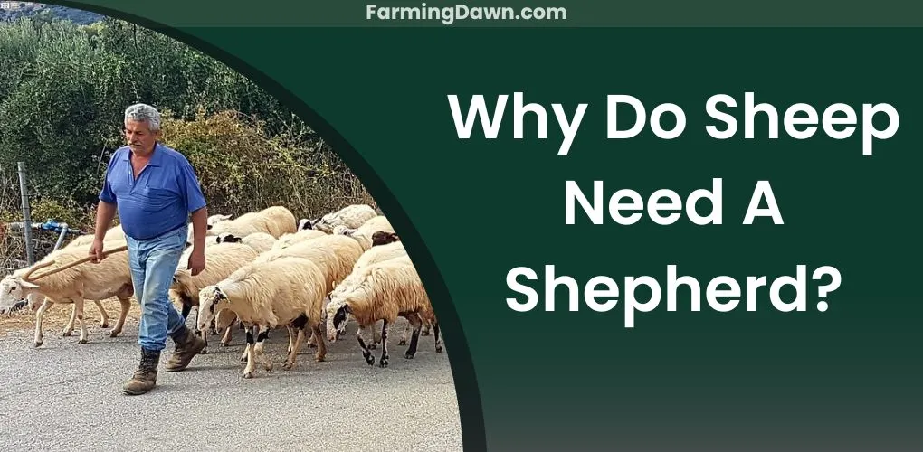 why do sheep need a shepherd