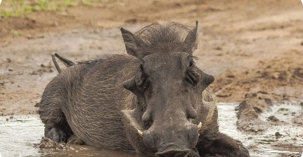 wild boar wallowing in mud