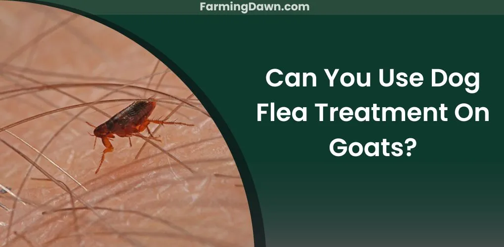Can You Use Dog Flea Treatment On Goats