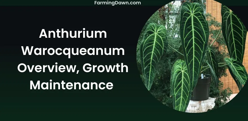 anthurium warocqueanum