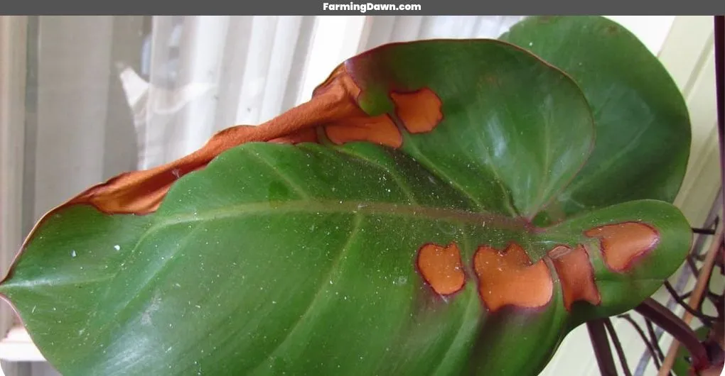 brown spots on leaves of Philodendron Moonlight