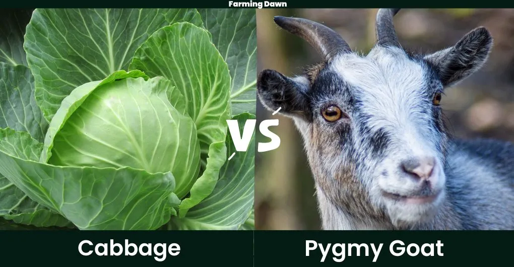 cabbage and pygmy goat