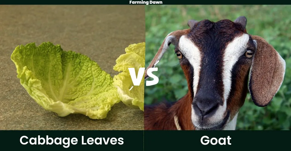 cabbage leaves and goat